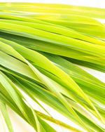 Wild Lemongrass Shower and Hand Wash Gel, 300ml